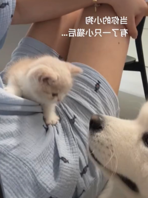 @pawspacetide