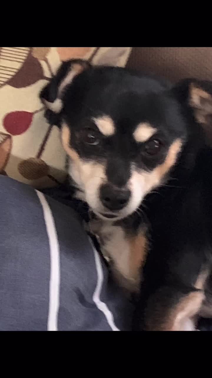 @DOGMasterHarley
