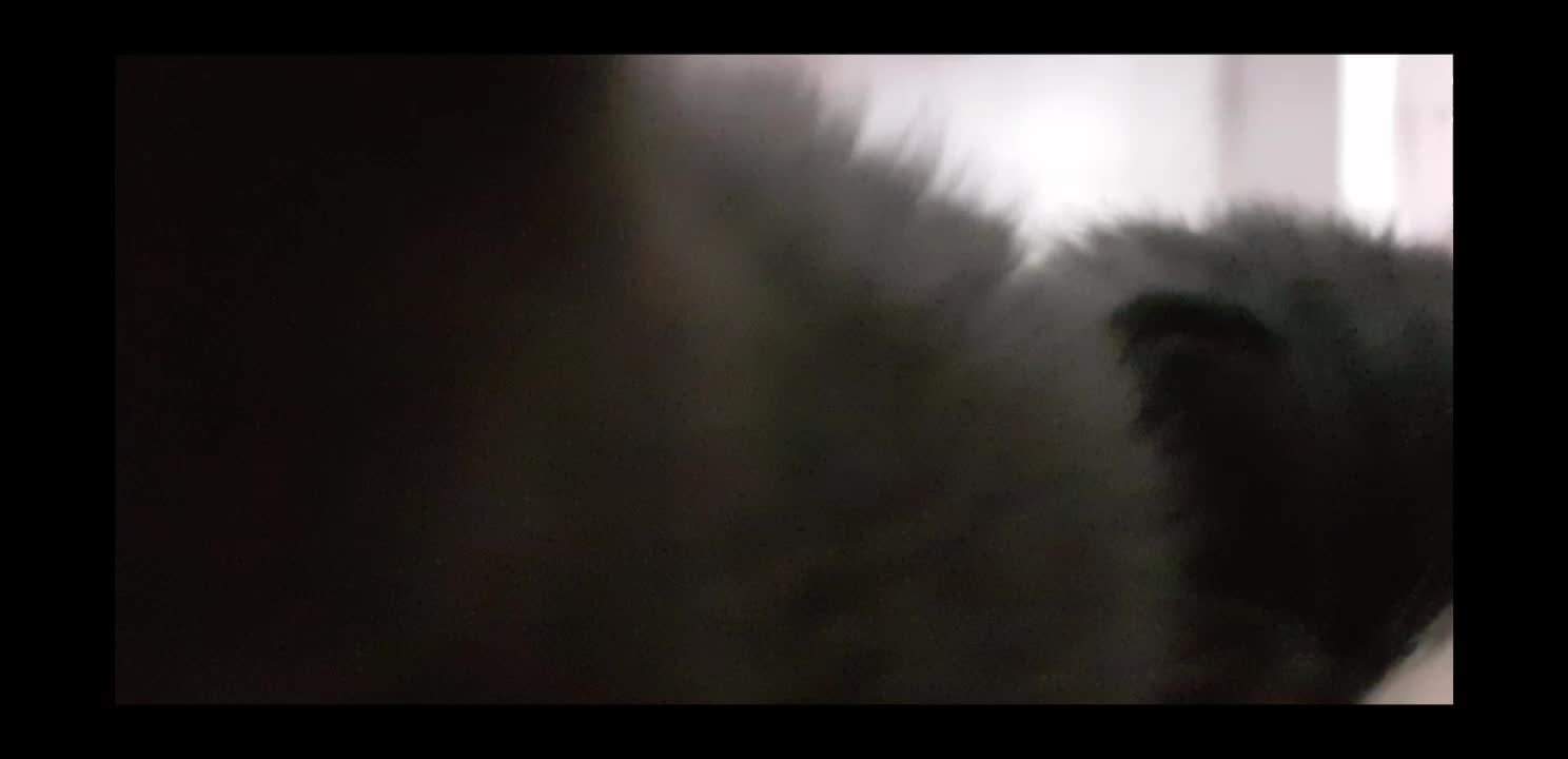 @storm.and.kittens