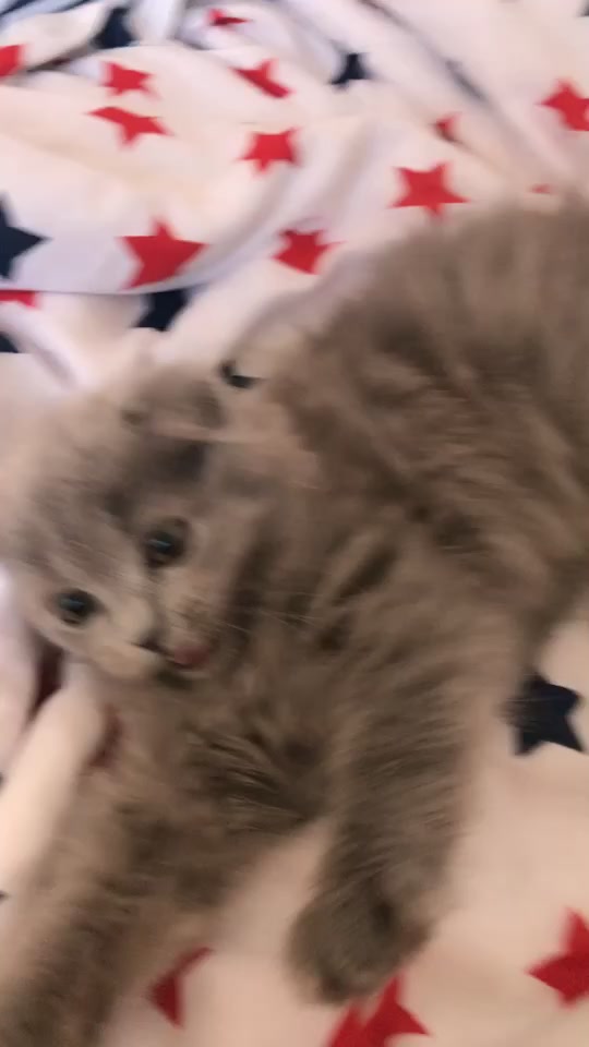 @Lili🐱❤️