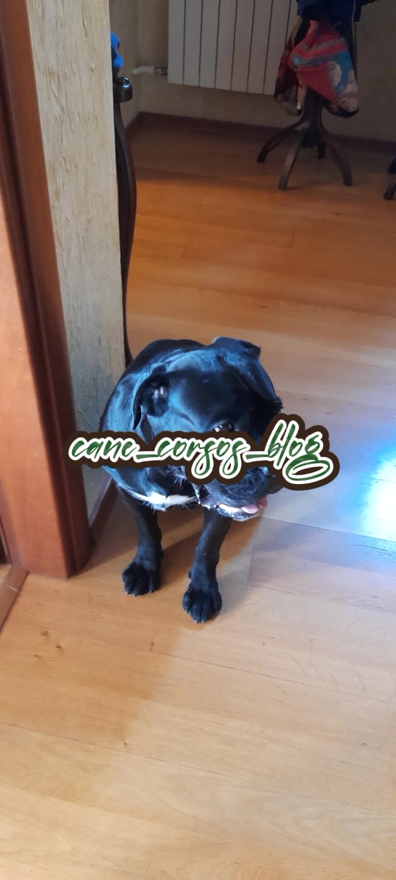 @🐶Dog_tik_tok🐶