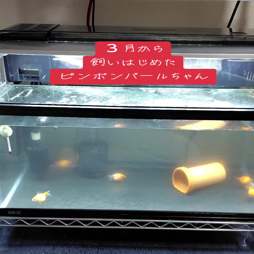 @オギマ