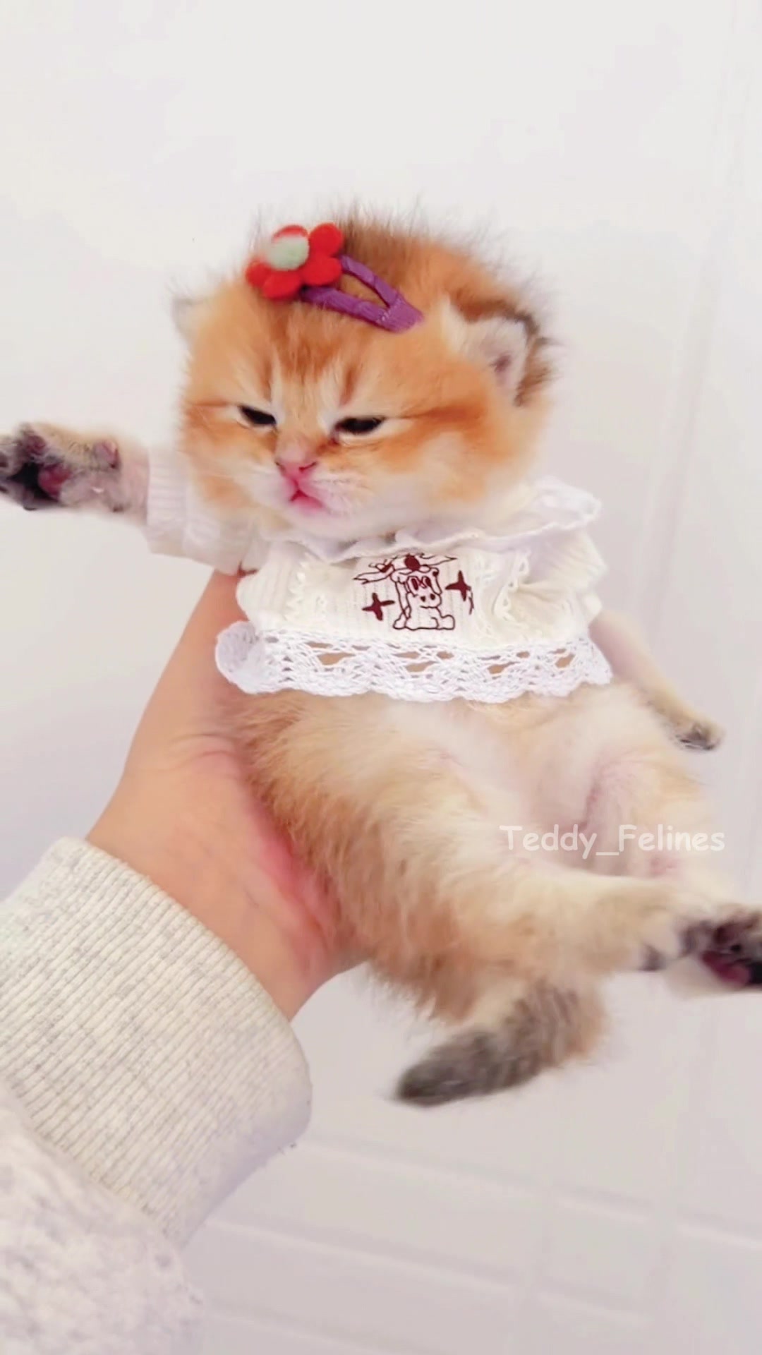 @Teddy_Felines 🧸🐾