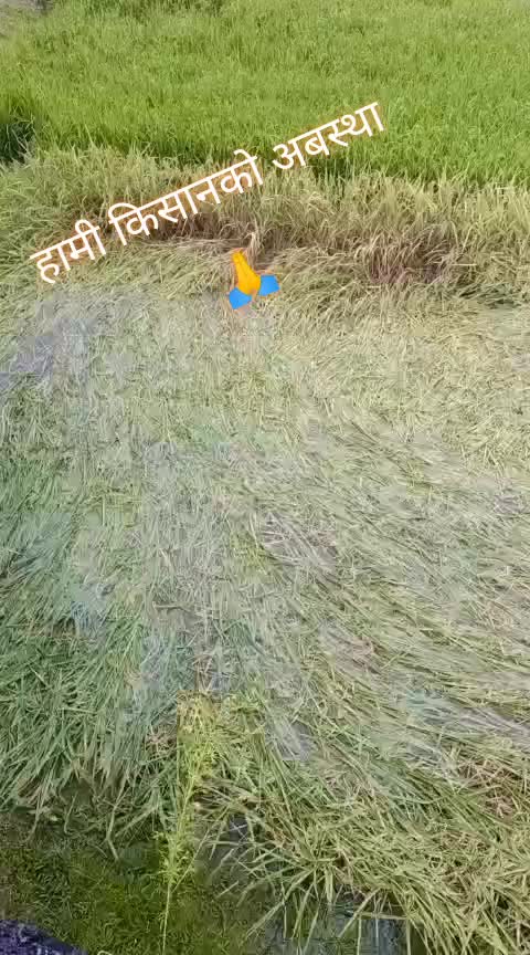 @chiranjibi+bina