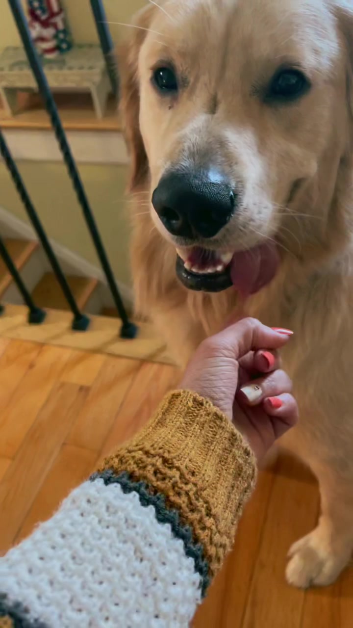 @Buddy the Golden 🦮😎