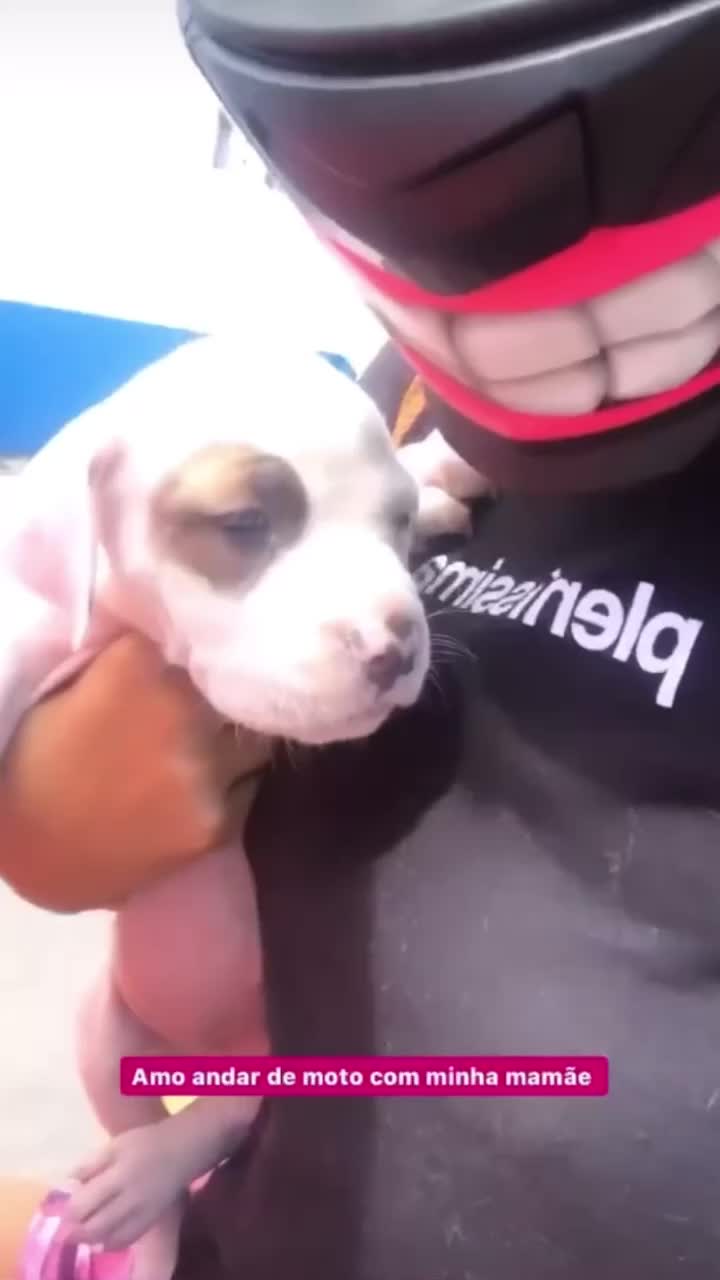 @Bela Pitbull terrier
