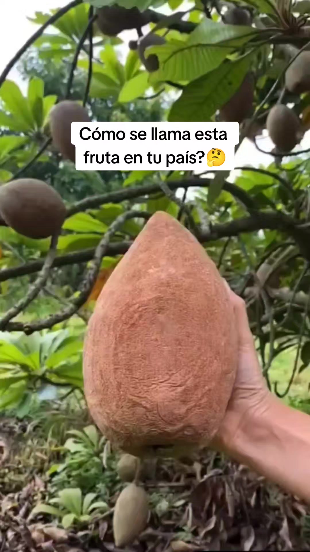 @Jugos Sanadores