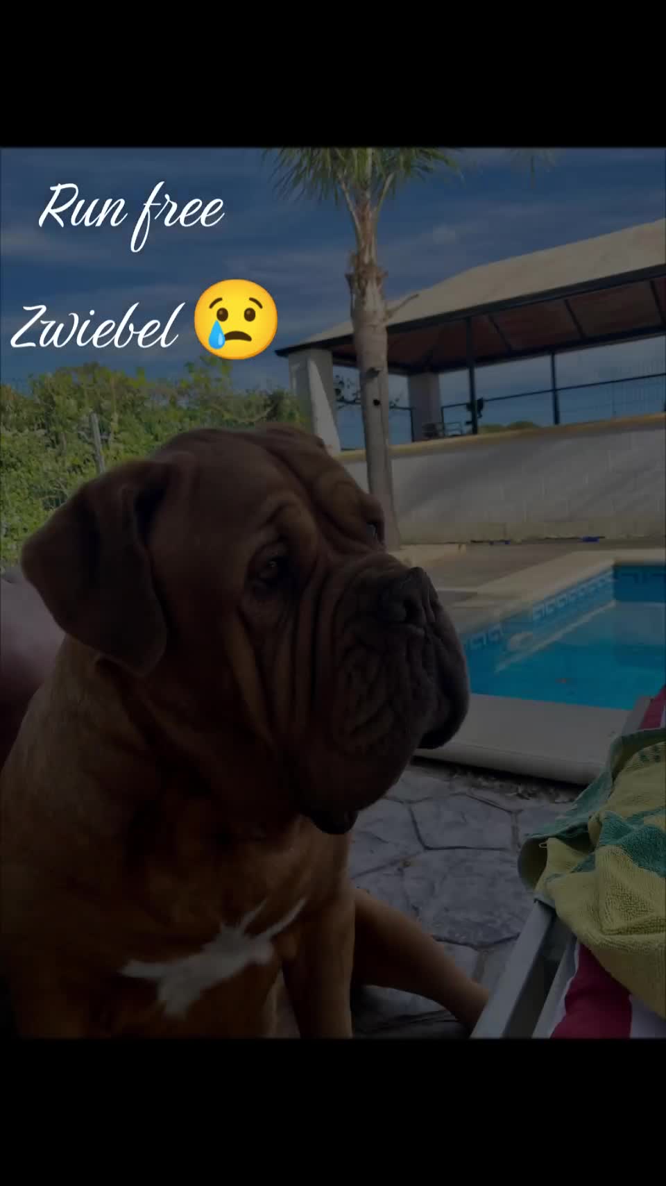 @AndalusierSiggi