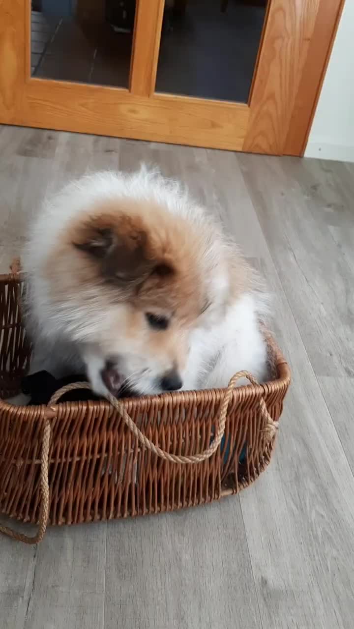 @Levi_Löwenherz