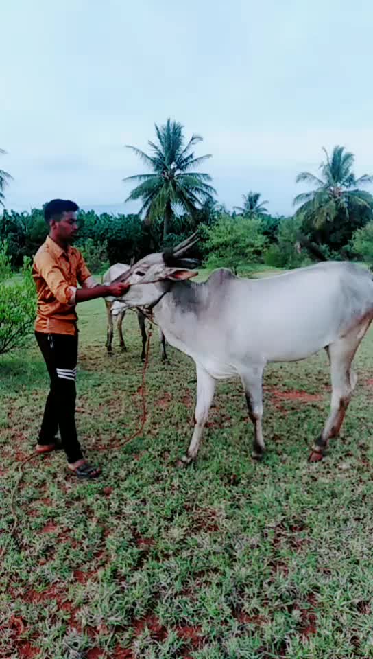 @ಗಾಂಚಲಿ ಹುಡ್ಗ