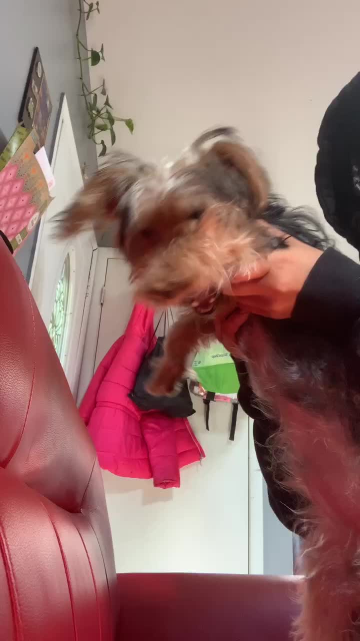 @tedtheyorkie