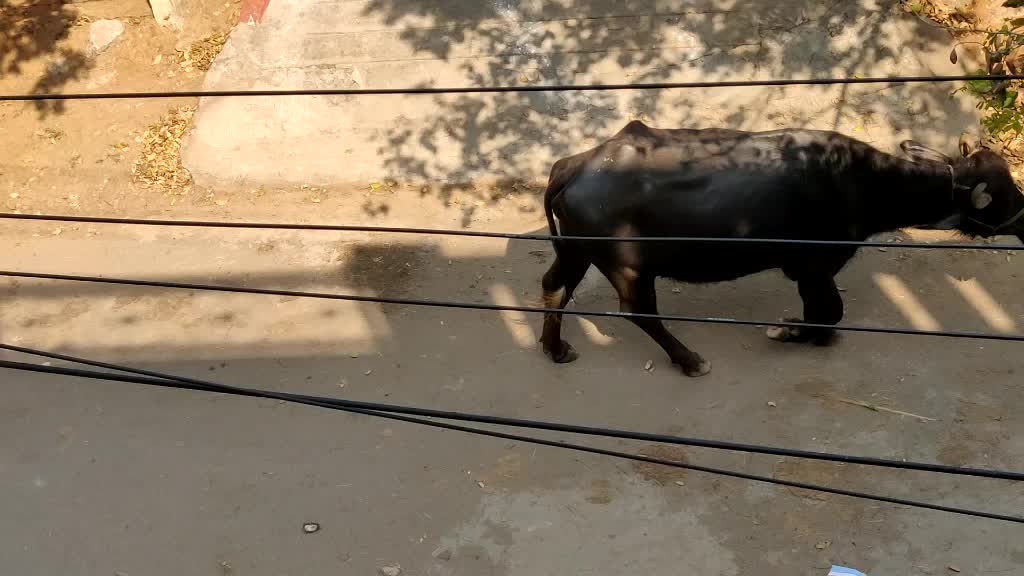 @Shankar Pentakota