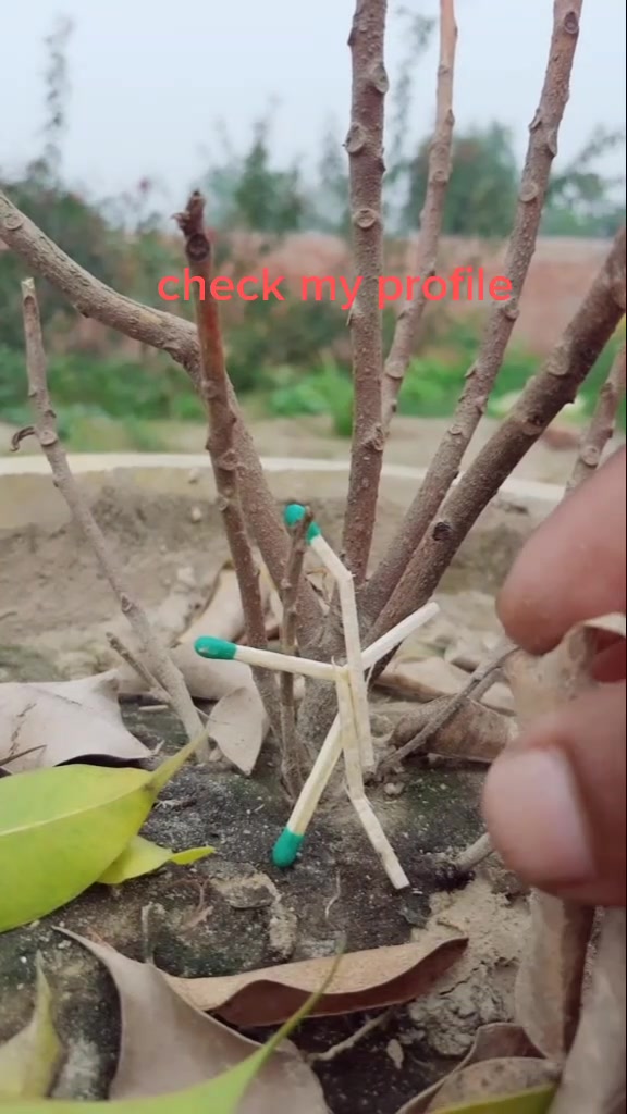 @photographer🌱🌳🌳🌵