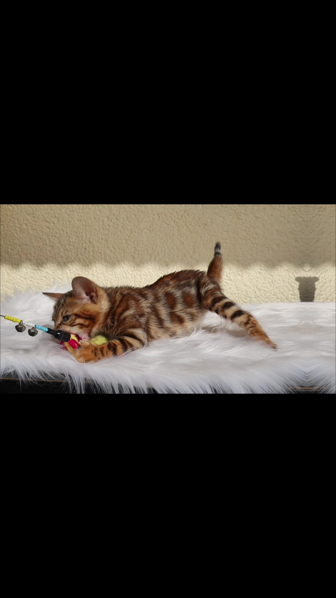 @Lemigans _cattery