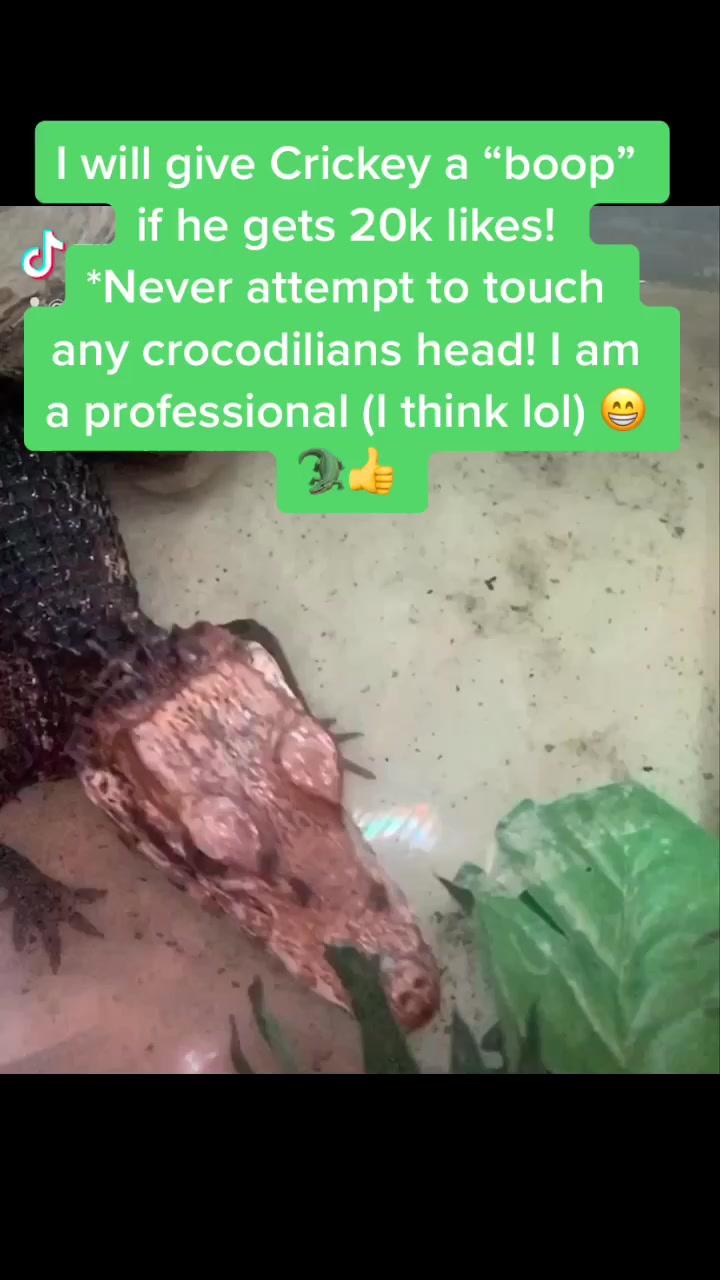 @Reptile Edu-tainment