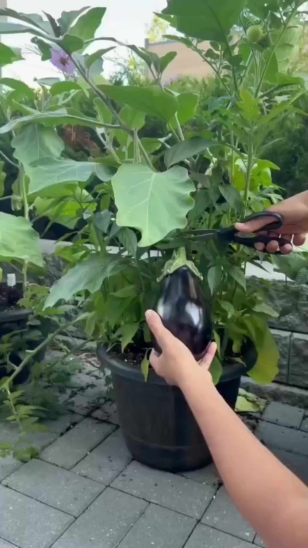@hanifarm