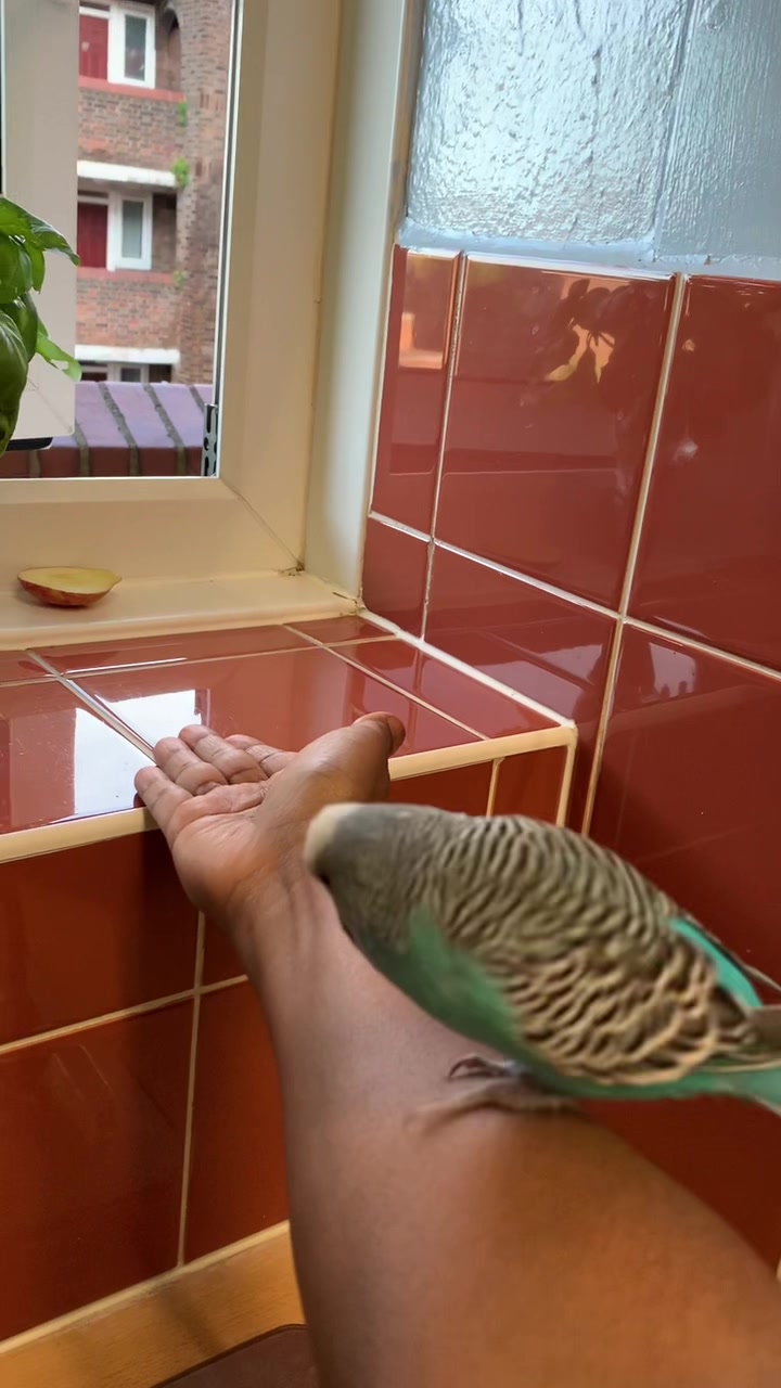 @Blu_the_budgie 🇹🇹