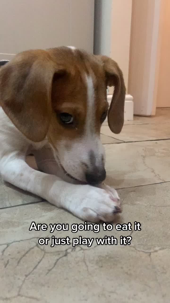@Lync the Pocket Beagle ๐ถ