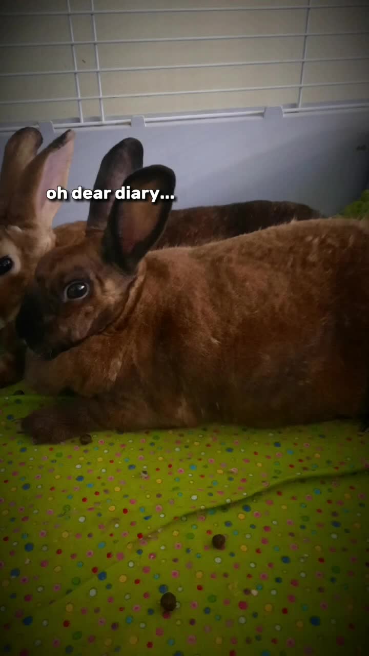 @Leo and Sarah 🐰🐰