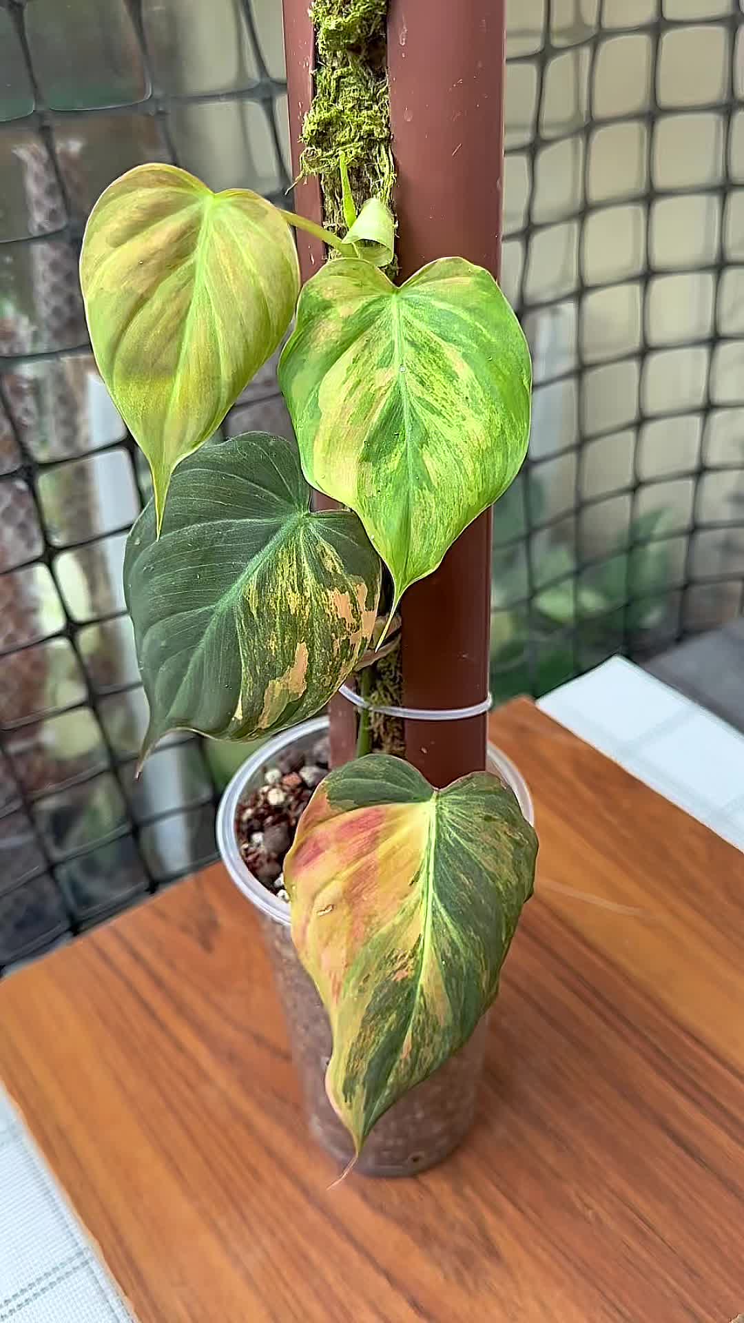 @A piece of green