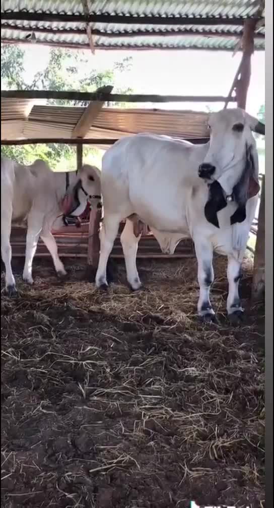 @KaNøØ_BHaRWaD_8699