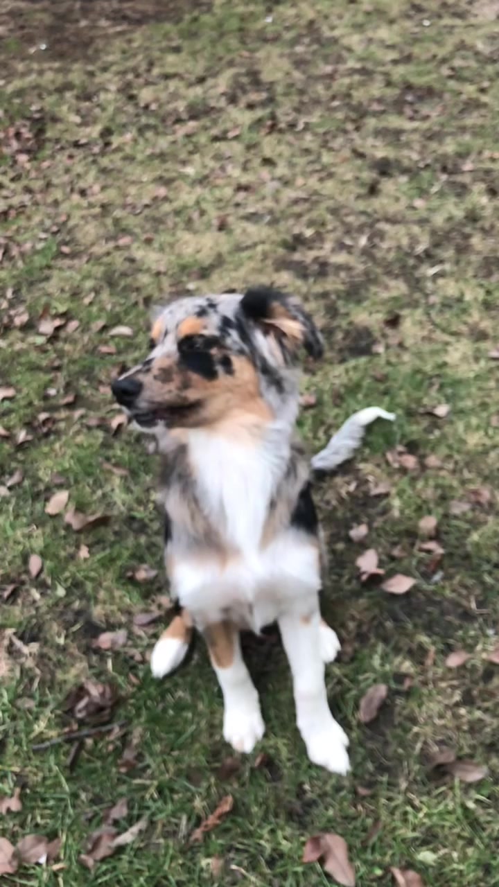 @Kira_the_puppy