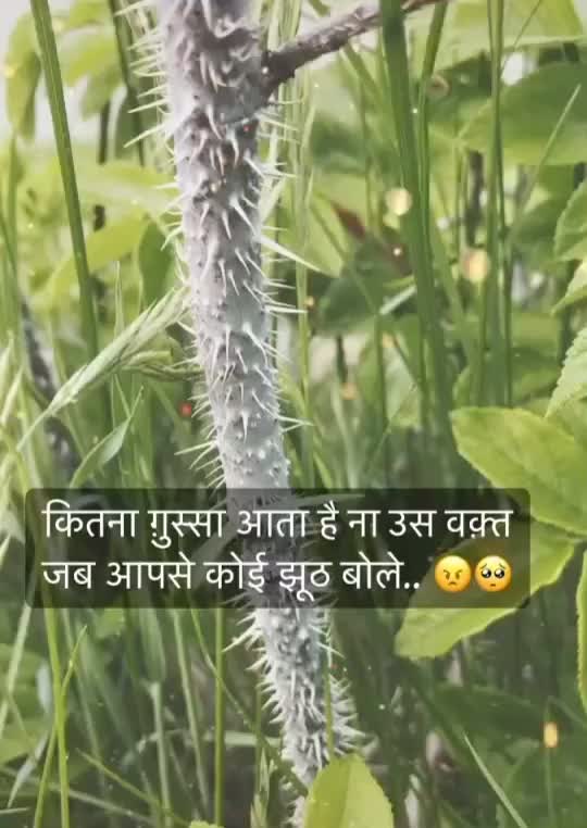 @Sardarni