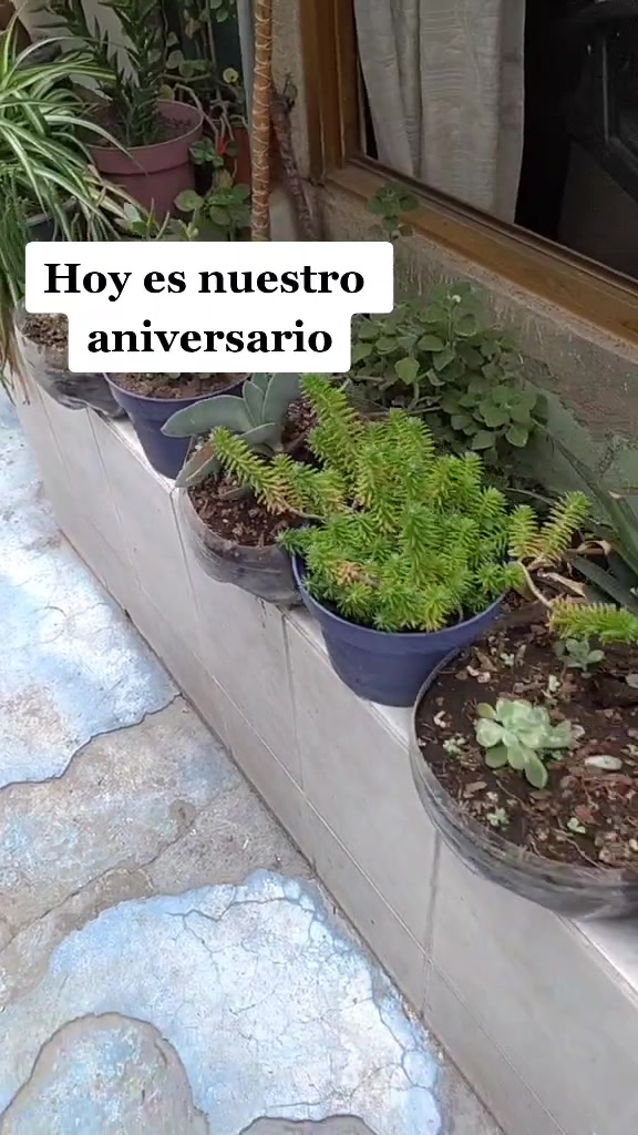 @Que Suculentas