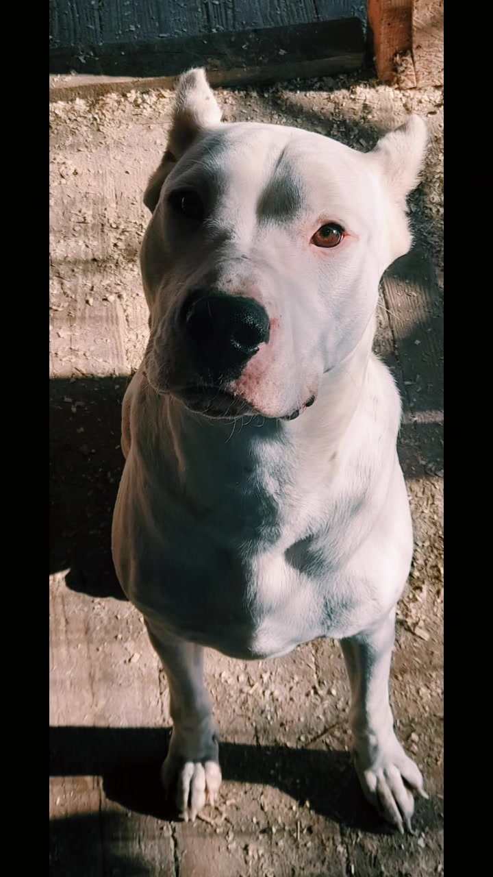 @HeraTheDogo