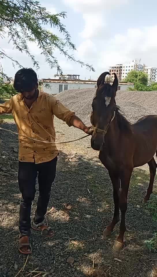 @🚩લાલા સાટીયા🚩