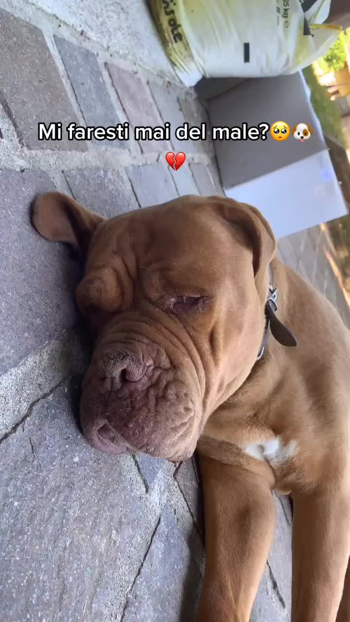 @sonorosy🐶