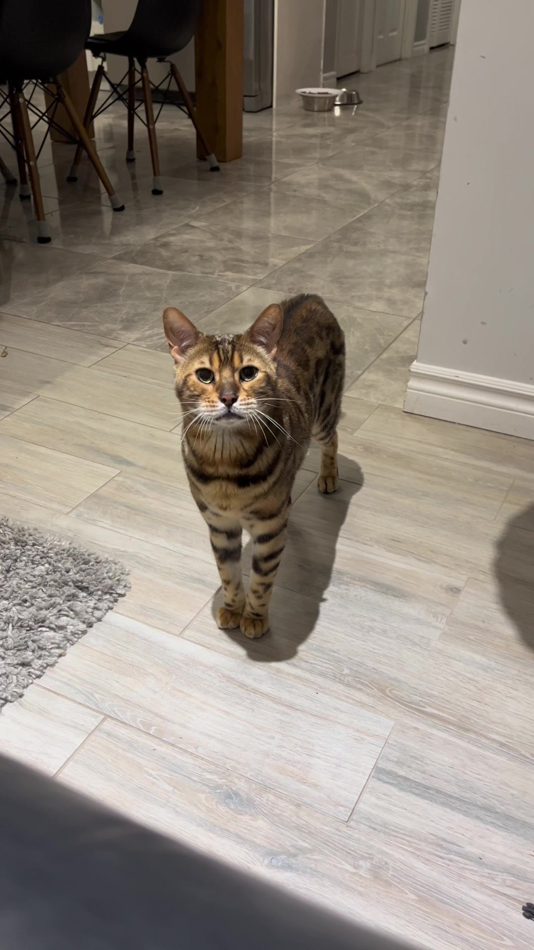 @George_The_Bengal_Cat