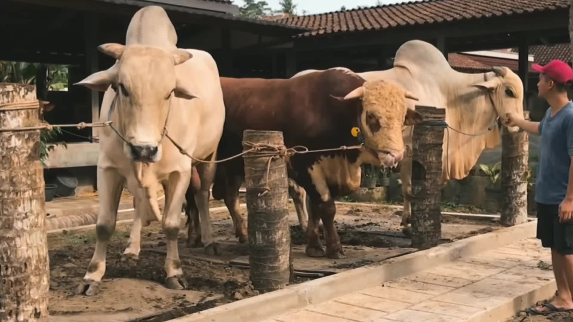 @PECINTA SAPI