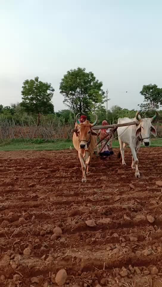 @Badrilal Gurjar