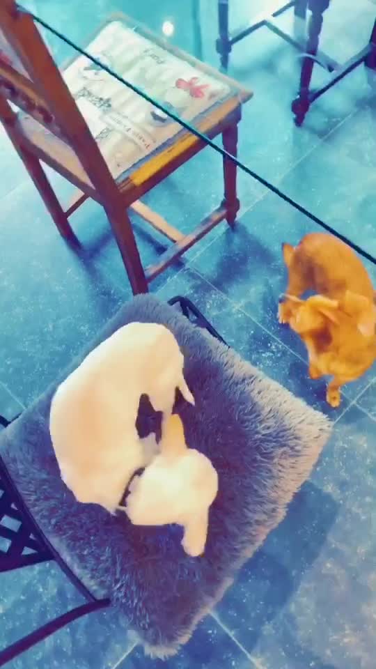 @ChickenChick