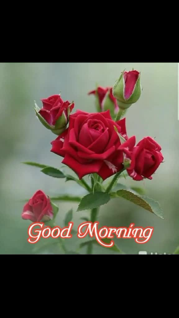 @Rajiya Khatoon