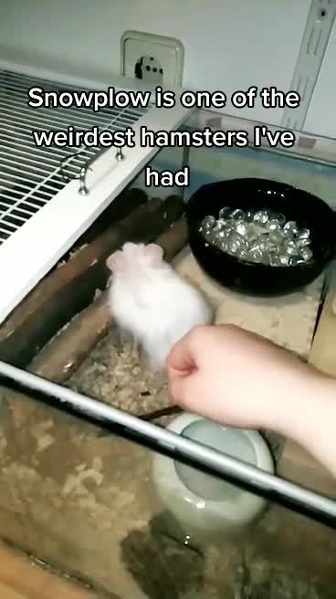 @scuttlefish