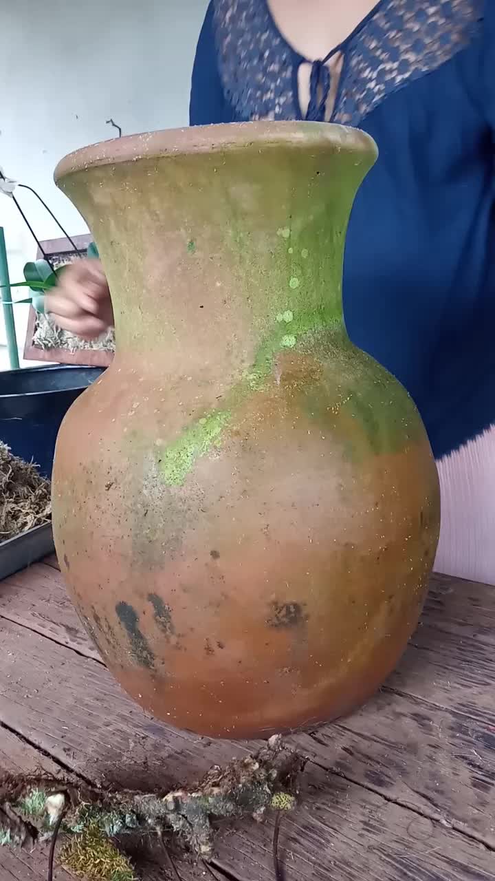 @Plantas