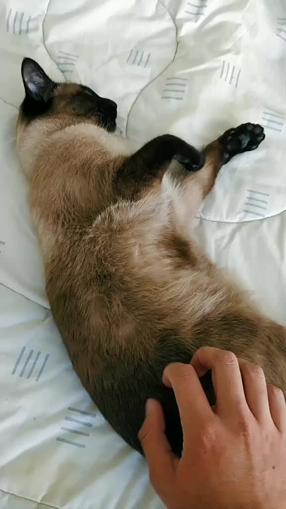 @Titan the Cat