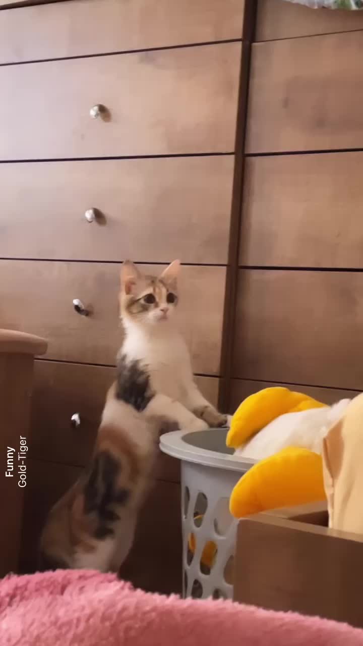 @Yunameow7