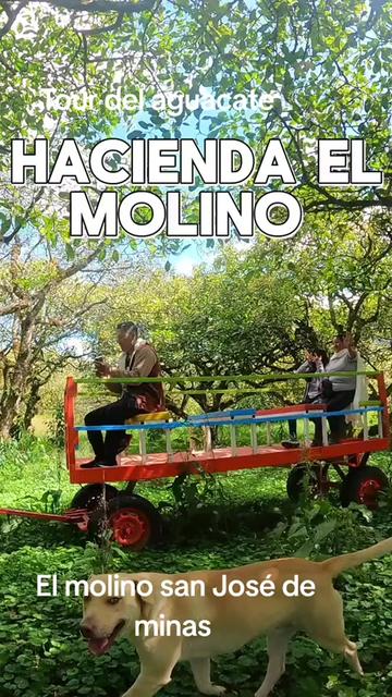@tour del aguacate