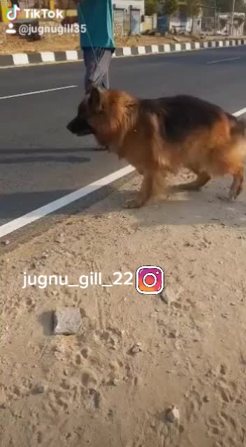 @GILL DOG FARM