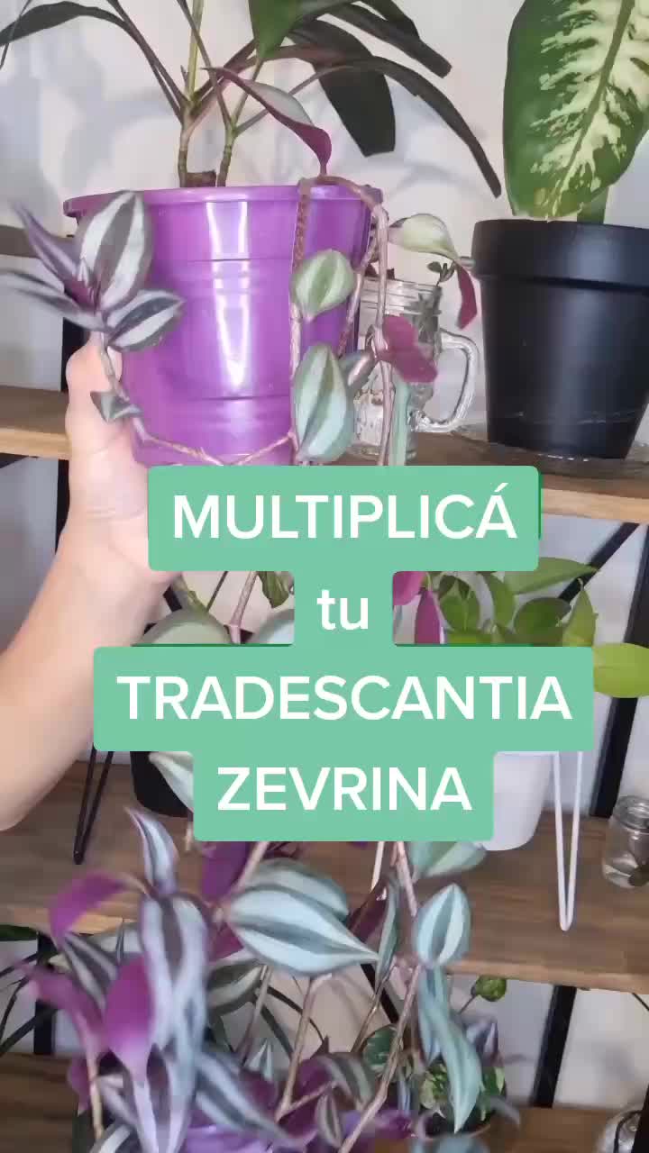 @Pasión a la jardinería🌺💦👈🏼