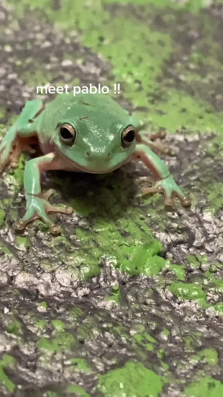 @pablo