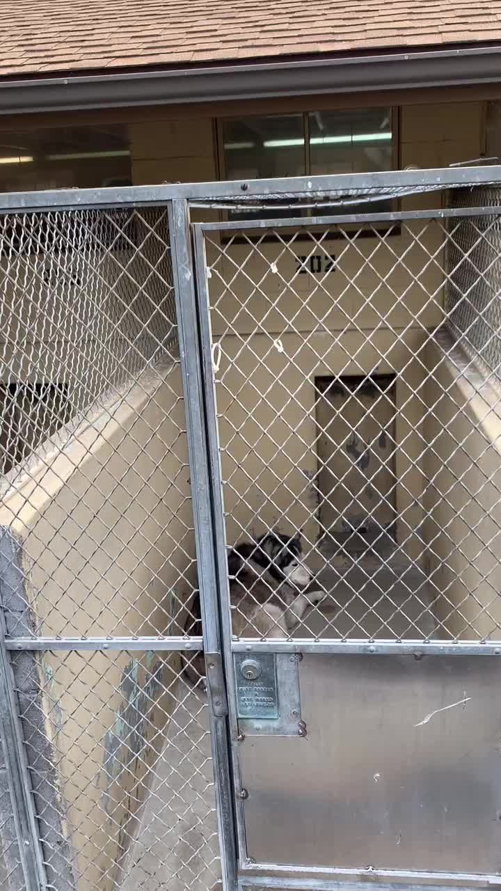 @Ray of Hope Rescue
