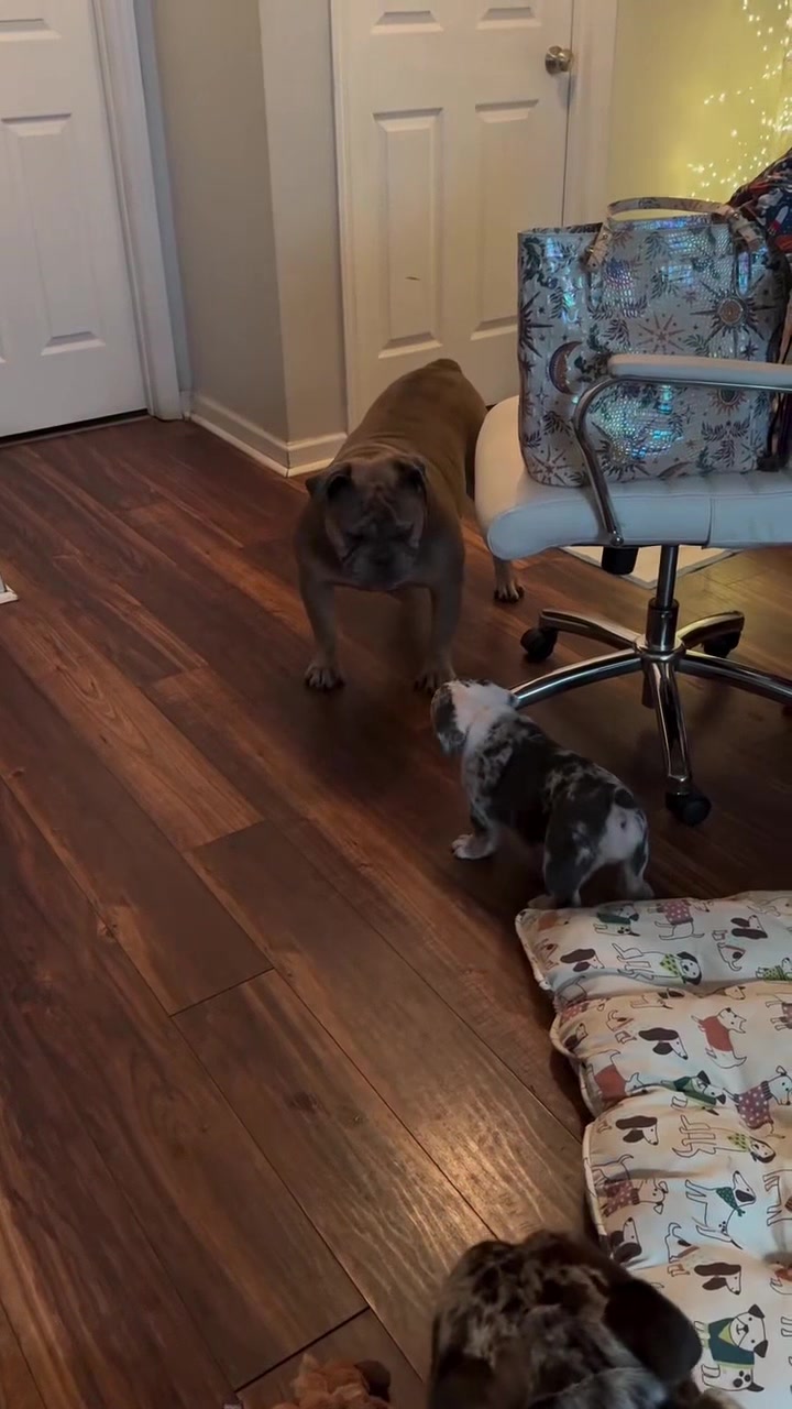 @barkleythabulldog