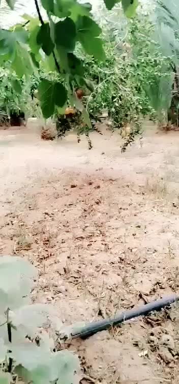 @بدر اعطور