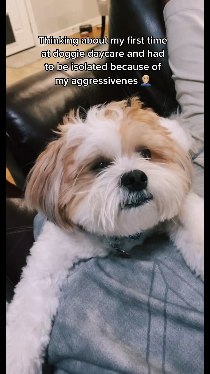 @Bear & Pearl 🐶 🐕&zwj;🦺