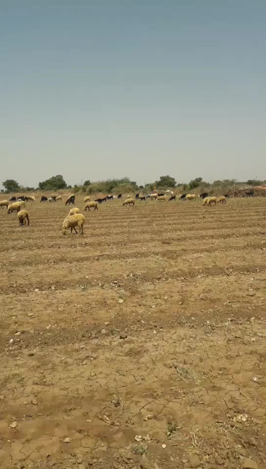 @પ્રભુભાઈ ભાડકા
