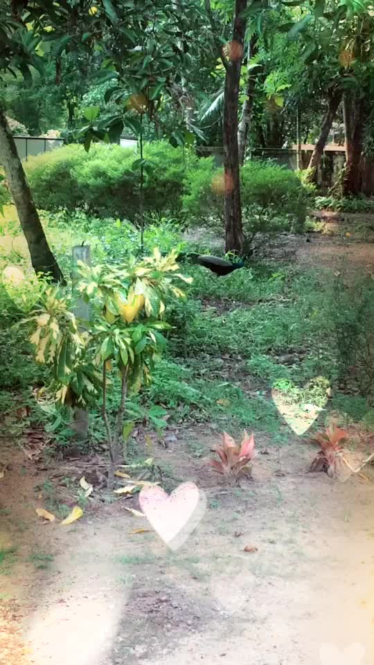 @suraj2315